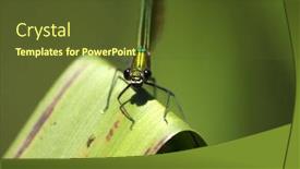  Presentation with dragonfly - Audience pleasing slide set consisting of beautiful-green-dragonfly-macro-photo backdrop and a tawny brown colored foreground