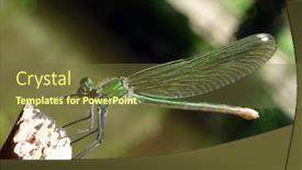  Presentation with beautiful green - Presentation theme enhanced with beautiful-green-dragonfly-macro-wild background and a tawny brown colored foreground