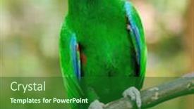  Presentation with green trees in park - Colorful theme enhanced with beautiful-green-eclectus-parrot-bird backdrop and a forest green colored foreground
