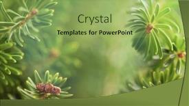  Presentation with fir tree - Presentation design with beautiful green fir tree branches close up christmas and winter concept soft focus macro background and a yellow colored foreground