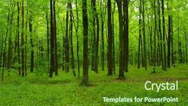  Presentation with beautiful green - Theme consisting of beautiful green forest in spring background and a tawny brown colored foreground