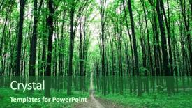  Presentation with beautiful green - Presentation design consisting of beautiful green forest background and a forest green colored foreground