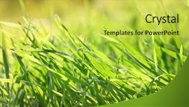  Presentation with dew - Audience pleasing theme consisting of beautiful green grass with dew close up backdrop and a yellow colored foreground