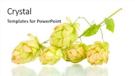  Presentation with beautiful green - Audience pleasing presentation theme consisting of beautiful green hop isolated on white backdrop and a white colored foreground