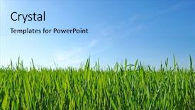  Presentation with green lawn - PPT layouts consisting of beautiful green lawn background and a light blue colored foreground