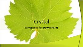  Presentation with green leaf - Colorful presentation theme enhanced with beautiful green leaf isolated backdrop and a yellow colored foreground
