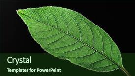  Presentation with vein - Beautiful PPT theme featuring beautiful green leaf with vein backdrop and a forest green colored foreground