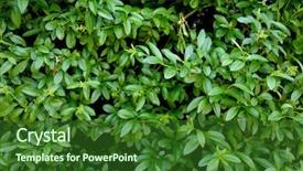  Presentation with green leaves - Slides with beautiful-green-leaves-background background and a  colored foreground