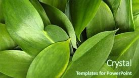  Presentation with chemistry leaves green leaf - Beautiful slide set featuring beautiful green leaves close up backdrop and a tawny brown colored foreground