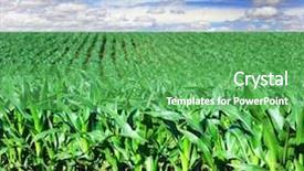  Presentation with maize - Cool new presentation with beautiful green maize field backdrop and a shamrock green colored foreground