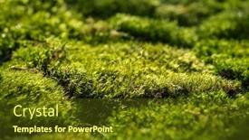  Presentation with moss - Amazing theme having beautiful-green-moss backdrop and a tawny brown colored foreground