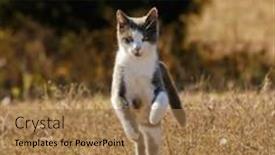  Presentation with cat - Presentation theme featuring beautiful-grey-and-white-tuxedo background and a coral colored foreground