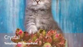  Presentation with beautiful spring flowers - PPT theme with beautiful-grey-cat background and a red colored foreground