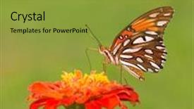  Presentation with orange butterfly - Audience pleasing slide deck consisting of gulffritillary - beautiful gulf fritillary butterfly feeding backdrop and a gold colored foreground