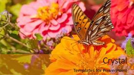  Presentation with colorful flower - PPT layouts consisting of molecular dreams series composition of conceptual atoms molecules and fractal elements suitable as a backdrop for the projects on biology chemistry technology science and education background and a wine colored foreground