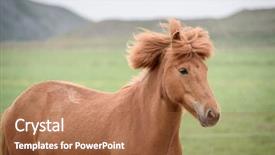  Presentation with horse hair - PPT theme consisting of beautiful hairdo pasture in iceland background and a red colored foreground