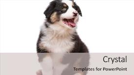  Presentation with australian - Beautiful PPT theme featuring beautiful happy australian shepherd puppy backdrop and a light gray colored foreground