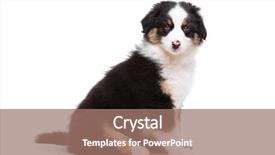  Presentation with australian - Colorful presentation design enhanced with beautiful happy australian shepherd puppy backdrop and a coral colored foreground