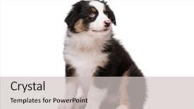  Presentation with jesus shepherd lamb god - Audience pleasing slide set consisting of beautiful happy australian shepherd puppy backdrop and a light gray colored foreground