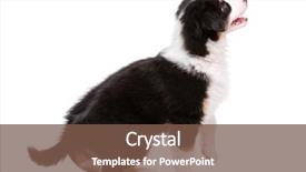  Presentation with australian - Presentation theme featuring beautiful happy australian shepherd puppy background and a tawny brown colored foreground