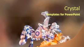  Presentation with shrimp - Presentation enhanced with beautiful-harlequin-shrimp-shot background and a tawny brown colored foreground