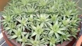  Presentation with pot succulent - Audience pleasing slide deck consisting of beautiful-haworthia-succulent-plants backdrop and a seafoam green colored foreground