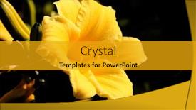  Presentation with black - Amazing presentation theme having beautiful-hemerocallis-isolated-on-black backdrop and a gold colored foreground