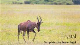  Presentation with herbivore - Colorful slide set enhanced with beautiful herbivore - antelope roan in the grassy savannah the famous masai mara reserve in kenya africa the concept of ecological exotic and photo tourism backdrop and a yellow colored foreground