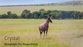  Presentation with herbivore - Presentation having beautiful-herbivore-antelope-roan background and a yellow colored foreground
