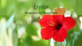  Presentation with hibiscus flower - Slides having beautiful hibiscus flower on nature background background and a yellow colored foreground