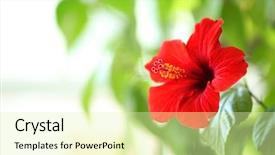  Presentation with hibiscus - Audience pleasing PPT layouts consisting of beautiful hibiscus flower on nature backdrop and a soft green colored foreground