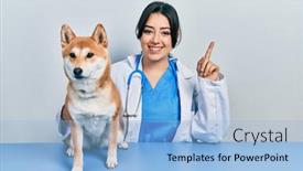  Presentation with beautiful hispanic woman - Beautiful PPT theme featuring beautiful-hispanic-veterinarian-woman-checking backdrop and a light blue colored foreground