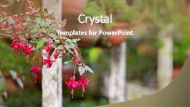  Presentation with blurred flowers - Slides with beautiful home grown fuchsia flowers background and a coral colored foreground