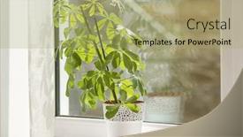  Presentation with plant - Audience pleasing PPT theme consisting of beautiful-home-plant-on-windowsill backdrop and a mint green colored foreground