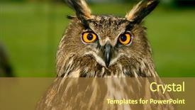  Presentation with eyes - Presentation theme with beautiful horned owl showing it's magnificent big yellow eyes on display outdoors background and a gold colored foreground