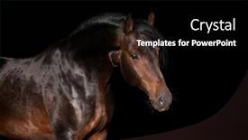  Presentation with horse - Slide deck having beautiful-horse-portrait-isolated background and a black colored foreground