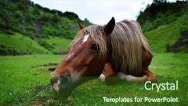  Presentation with pasture - PPT layouts having beautiful horse resting on mountain pasture in summer background and a tawny brown colored foreground