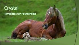  Presentation with pasture - Slide deck with beautiful horse resting on mountain pasture in summer background and a tawny brown colored foreground