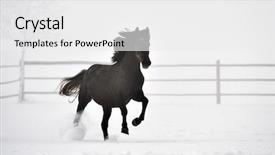  Presentation with win in a thoroughbred horse - Presentation theme featuring beautiful horse running in winter background and a  colored foreground