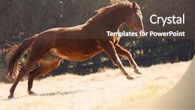  Presentation with horse racing - Cool new slides with beautiful horse running backdrop and a  colored foreground