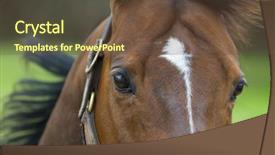  Presentation with horses - Cool new presentation with beautiful horses 03 see more backdrop and a tawny brown colored foreground