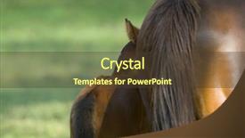  Presentation with horses - Beautiful slide set featuring beautiful horses 05 see more backdrop and a  colored foreground