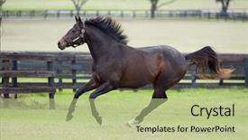  Presentation with horses - Presentation design with beautiful horses 07 see more background and a mint green colored foreground