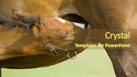  Presentation with portfolio - Colorful presentation theme enhanced with beautiful horses 10 see more backdrop and a  colored foreground