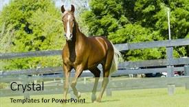  Presentation with horses - Beautiful slide deck featuring this is an actual picture of dinosaur skeleton isolated against white background backdrop and a light gray colored foreground