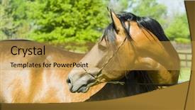  Presentation with horses - Audience pleasing slides consisting of beautiful horses 104 see more backdrop and a  colored foreground