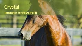  Presentation with horses - Theme featuring beautiful horses 107 see more background and a  colored foreground