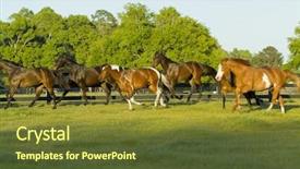  Presentation with horses - Presentation theme consisting of beautiful horses 109 see more background and a  colored foreground