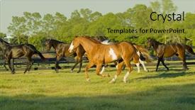  Presentation with horses - Cool new PPT theme with beautiful horses 110 see more backdrop and a  colored foreground
