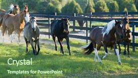  Presentation with to get more things done - Presentation with beautiful horses 115 see more background and a  colored foreground